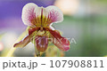 Beautiful orchid flower blooming at rainy season. Paphiopedilum Orchidaceae. or Lady's Slipper. 4K 107908811