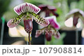 Beautiful orchid flower blooming at rainy season. Paphiopedilum Orchidaceae. or Lady's Slipper. 4K 107908814