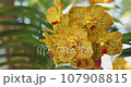Beautiful orchid flower blooming at rainy season. Vanda Orchidaceae. 4K 107908815