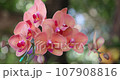 Beautiful orchid flower blooming at rainy season. Phalaenopsis Orchidaceae. 4K 107908816