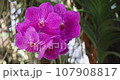 Beautiful orchid flower blooming at rainy season. Vanda Orchidaceae. 4K 107908817