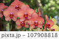 Beautiful orchid flower blooming at rainy season. Phalaenopsis Orchidaceae. 4K 107908818
