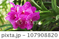 Beautiful orchid flower blooming at rainy season. Vanda Orchidaceae. 4K 107908820