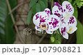 Beautiful orchid flower blooming at rainy season. Phalaenopsis Orchidaceae. 4K 107908821