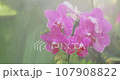 Beautiful orchid flower blooming at rainy season. Phalaenopsis Orchidaceae. 4K 107908822