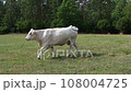 Charolais cattle grazing. Majestic French Charolais cows gracefully roaming in a picturesque meadow 108004725