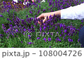 Young girl cuts lavender with secateurs. Gardening concept - young woman with pruner cutting and picking lavender flowers at summer garden 108004726