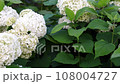 Intimate Close-Up: Witness the Vibrant Blooming of the Resilient Annabelle Hydrangea 108004727
