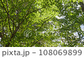 日本美麗的綠樹。陽光透過樹林。樹葉在風中搖曳。 108069899