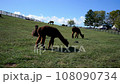 Grazing Llamas on a Pasture Land Farm 108090734