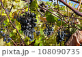 Old Wine Grapes Shriveling on Vine at Vineyard 108090735