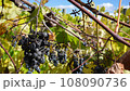 Poor Crop of Wine Grapes at Vineyard Due to Climate Change 108090736