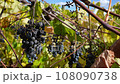Climate Change Affects Vineyard Causing Poor Crop of Wine Grapes 108090738