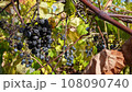 Bee Lands on Old Wine Grapes on Vine 108090740