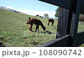 Watching Grazing Llamas Through Wooden Fence on a Farm 108090742
