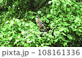 Eurasian jay bird sits on a branch of a deciduous tree. Garrulus glandarius takes off from a branch.  Pinkish brown plumage with a black stripe on each side of a whitish throat, a bright blue panel on 108161336
