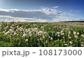 Panorama of a field with white dandelions 108173000
