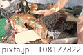 Cutting wood with a large sharp ax, Man Chops firewood, Chopping of wood on a wooden log in summer at the home 108177822