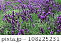 Close-Up of Fragrant Lavender Flowers in Slow Motion Forward Movement for Aromatherapy Product Photo Video 108225231