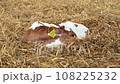 newborn cute calf at a dairy farm, laying in straw. 108225232