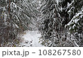 Snowy autumn forest in the Nizhny Novgorod region 108267580
