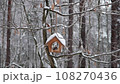 Tufted tit, nuthatch and common tit eat food from a feeder in the forest in winter 108270436