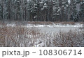 Frozen forest lake in a winter pine forest in October 108306714