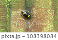 古木の上を歩くキノコゴミムシ 108398084