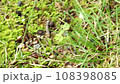 草原を駆けるザトウムシ 108398085