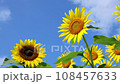 ひまわりの花（ズームイン） 108457633