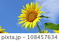 ひまわりの花（ズームアウト） 108457634
