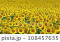 ひまわりの花（横スライド） 108457635