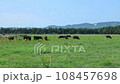 牧場の風景・和牛（ズームイン） 108457698