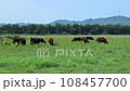 牧場の風景・和牛（ズームアウト） 108457700