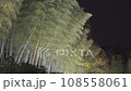 竹林在風中搖晃 108558061