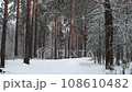 Snow falls in a winter pine forest 108610482