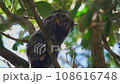 Marmoset monkey eating fruit on tree branch 108616748