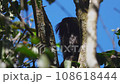 Marmoset monkey sitting on tree branch 108618444