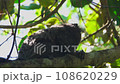 Marmoset monkey sitting on tree branch 108620229