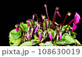 Cyclamen flowering time-lapse 108630019