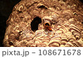 Wasp 2 (Japanese hornet) 108671678