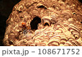 Wasp 0 (wasp yellowis) 108671752