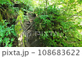在深山裡徒步旅行（徒步旅行） 108683622