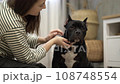 woman petting american bully dog at home 108748554