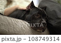 woman sits relaxing on the sofa and next to her lies a american bully dog that she is stroking 108749314