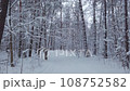 Walking in a beautiful winter forest 108752582