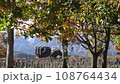 晩秋 古代の復原集落 108764434