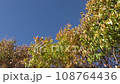 晩秋 古代の復原集落 108764436