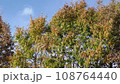 晩秋 古代の復原集落 108764440