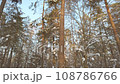 Panoramic video of a beautiful winter forest and blue sky 108786766